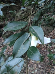 Camellia cuspidata
