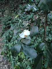 Camellia cuspidata