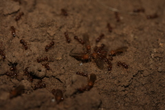Tetramorium solidum