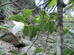 Camellia cuspidata