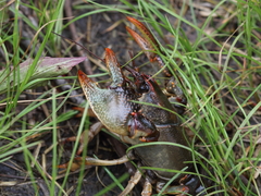 Lacunicambarus polychromatus