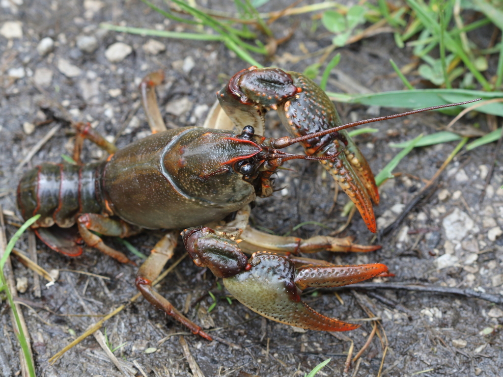 Lacunicambarus