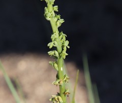 Platanthera cooperi