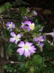 Primula scapigera