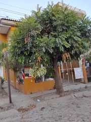 Simarouba