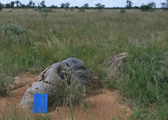 Ceratotherium simum