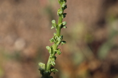 Platanthera cooperi