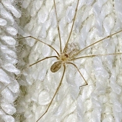 Micropholcus fauroti