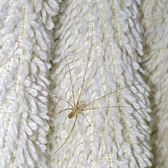 Micropholcus fauroti