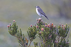 Muscisaxicola alpinus