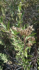 Nidorella ivifolia