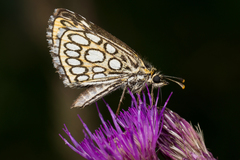 Heteropterus morpheus