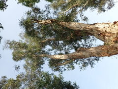 Melaleuca cajuputi cumingiana