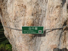 Melaleuca cajuputi cumingiana