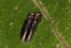 Endelus collaris kerremansi