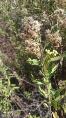 Nidorella ivifolia