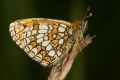 Melitaea athalia