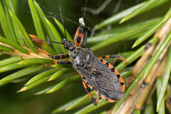 Rhynocoris annulatus