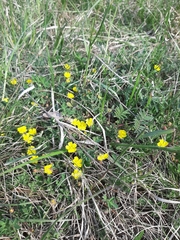 Potentilla incana