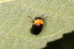 Abscondita cerata