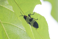 Chrysochroa buqueti