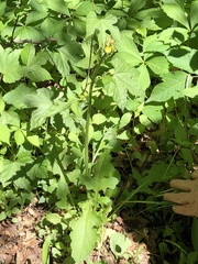 Youngia thunbergiana