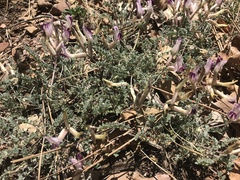 Astragalus castaneiformis