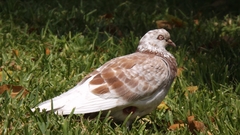 Columba livia