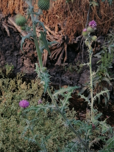 Image of Cirsium rhaphilepis by (c) Erick Vélez Sánchez, some rights reserved (CC BY)