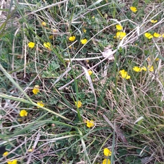 Potentilla incana