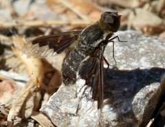 Hemipenthes seminiger