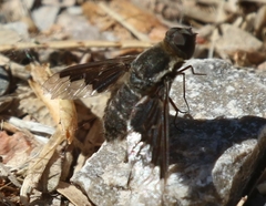 Hemipenthes seminiger