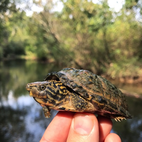 Stripe-necked Musk Turtle