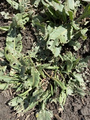 Rumex crispus fauriei