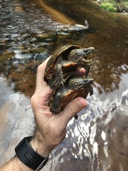 Sternotherus peltifer