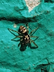 Salticus scenicus