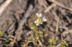 Cardamine parviflora