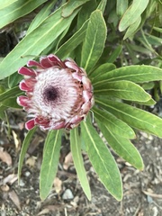 Protea × hybrida