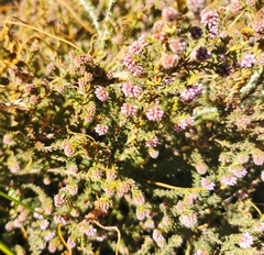 Erica labialis