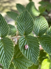 Mulsantina mexicana