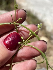 Claytonia parviflora viridis