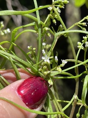 Claytonia parviflora viridis