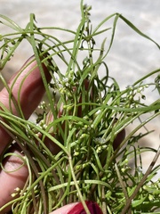 Claytonia parviflora viridis