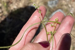 Claytonia parviflora viridis