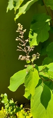 Cornutia pyramidata
