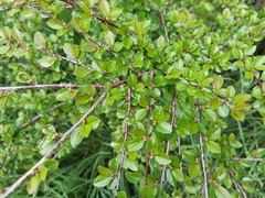 Cotoneaster divaricatus