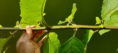 Cornutia pyramidata