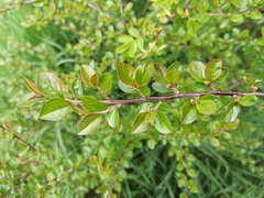 Cotoneaster divaricatus