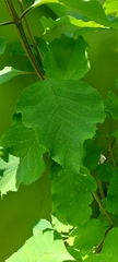 Cornutia pyramidata