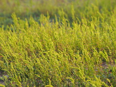 Chenopodium acuminatum virgatum